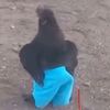 goat27893