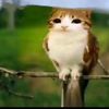 eder_mt0
