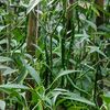 petani.pemula09