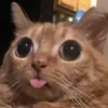gato_culiao2023