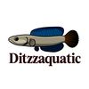 ditzzaquatic