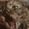 kittykittybaby7