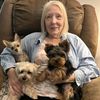 vixbullfrenchiesdogs