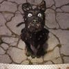 usernotfound_1065