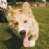 apollothecorgimute