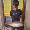 aleqoka