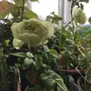 Rose shortplay