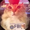 cat178