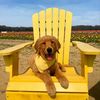mangothegoldenrescue