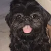 sevenddlysin