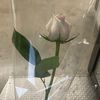 onedoorablegirl0904