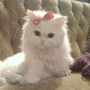 nafiya_jannat17