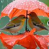 bipul.md.nurul.al