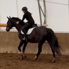 maeva_et_dressage