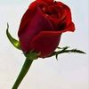 jemel.mehammed
