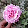 pujarani4713