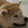 adorolautunno