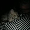 hamli_o