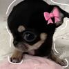 pink.girly62
