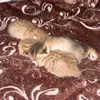 MeowTok