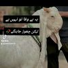 fahadhussainfah52