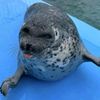 the_dancing_silly_seal