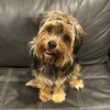 charliekingtheyorkie