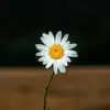 gloodaysy