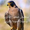 الطائر الجارح