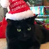 witch.cat_777