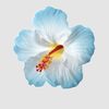poppy04184