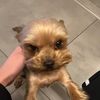 jakson_dog1