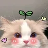 sammybaongoc