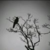 rakhmad_akram_faiz.0