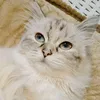 daki_zilan