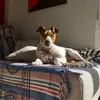 terecalvo7
