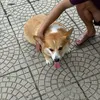 baohanxikgainhatthegioi