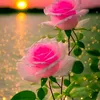 sonaraj.poot