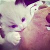 z4ahwa