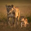 lionlover9994