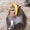 samibrrrbrr