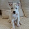 Cloverthemutt