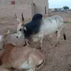 poullo gaynako