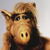 alf82161