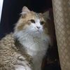 amna.nofa