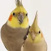 Cookie_and_Ouioui