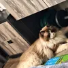 tailerdildol