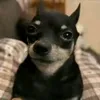 sam.vids3103