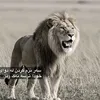 haval_kurdi23
