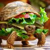 liam_the_turtlebu